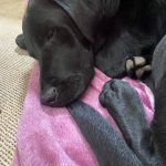 Pawstop Creations